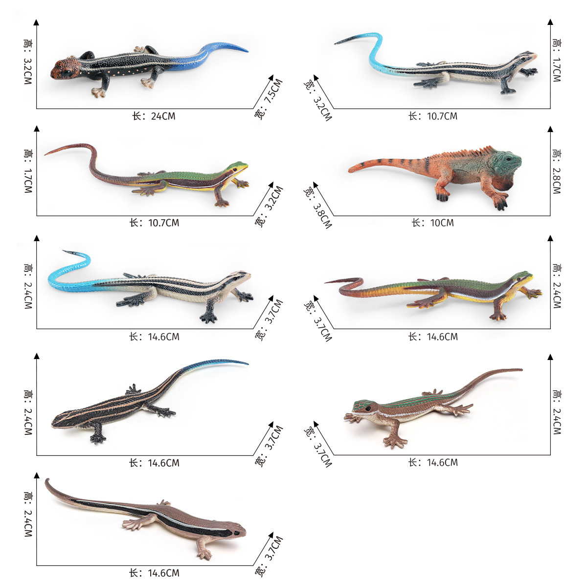 动植物/仿真模型实物图