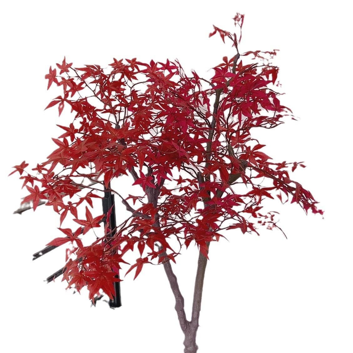 import白底实物图