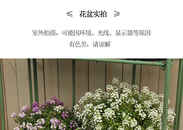 四季花盆北欧简约创意加仑盆深型Deepot大号个性阳台绿萝塑料花盆详情17