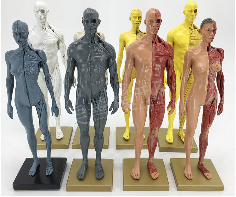Direct sales from the manufacturer of human muscle models, tissue and skeleton anatomical models, medical student teaching models, and tools pic 19