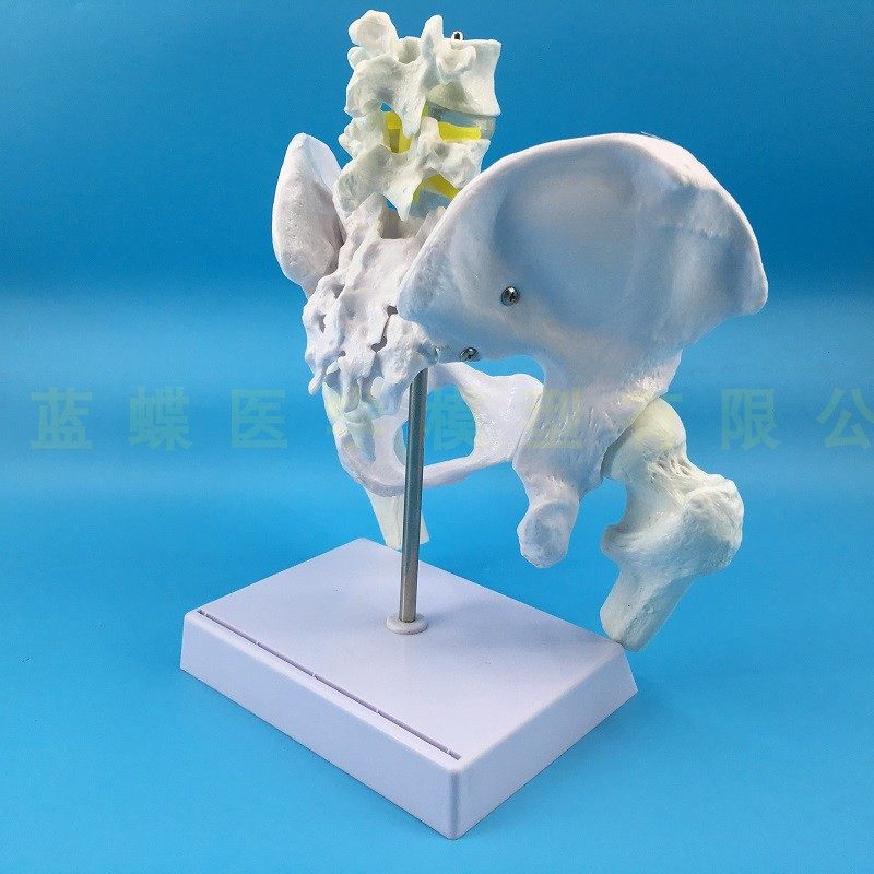 Natural large female pelvic second lumbar vertebra model, hip sacral and coccyx bone model, teaching medicine pic 7