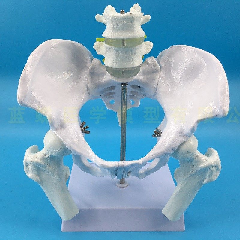 Natural large female pelvic second lumbar vertebra model, hip sacral and coccyx bone model, teaching medicine pic 5