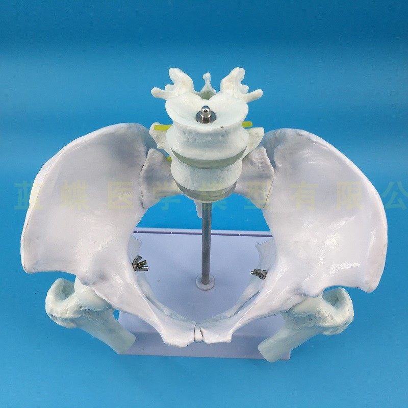 Natural large female pelvic second lumbar vertebra model, hip sacral and coccyx bone model, teaching medicine pic 9