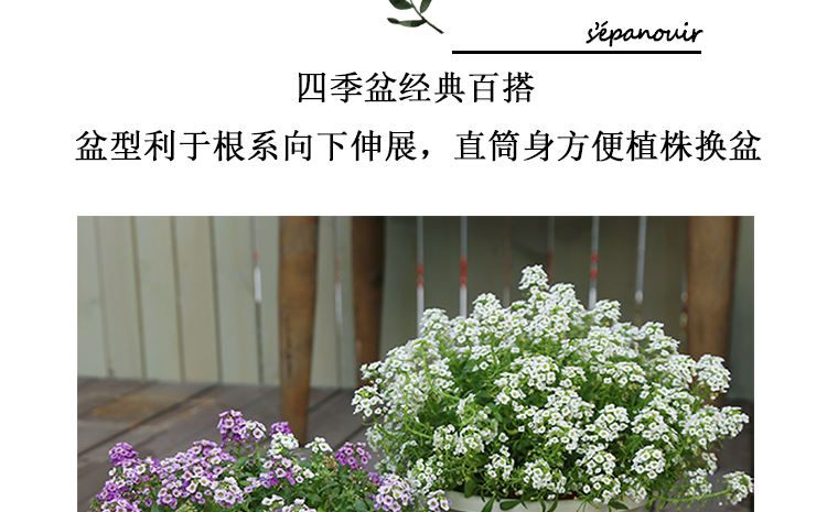 四季花盆北欧简约创意加仑盆深型Deepot大号个性阳台绿萝塑料花盆详情3