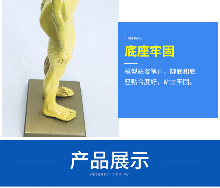 Direct sales from the manufacturer of human muscle models, tissue and skeleton anatomical models, medical student teaching models, and tools pic 12