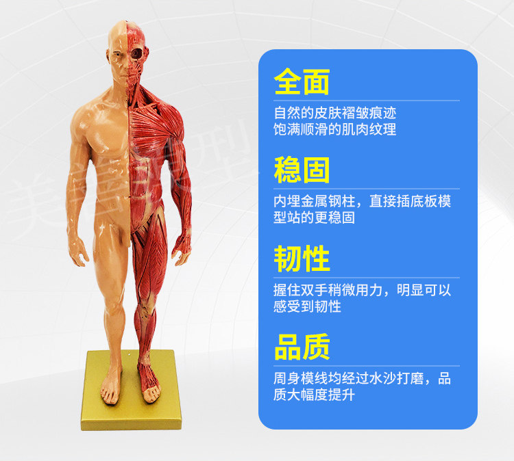 Direct sales from the manufacturer of human muscle models, tissue and skeleton anatomical models, medical student teaching models, and tools pic 9