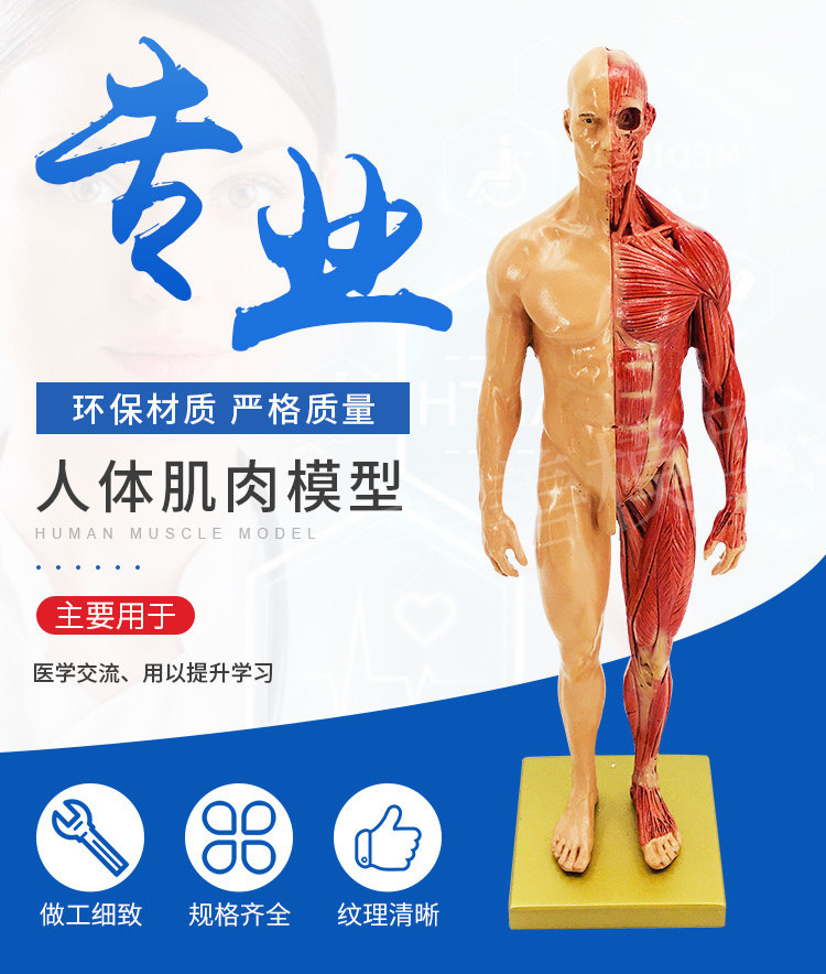 Direct sales from the manufacturer of human muscle models, tissue and skeleton anatomical models, medical student teaching models, and tools pic 4
