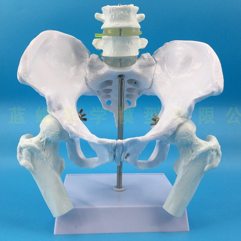 Natural large female pelvic second lumbar vertebra model, hip sacral and coccyx bone model, teaching medicine pic 10