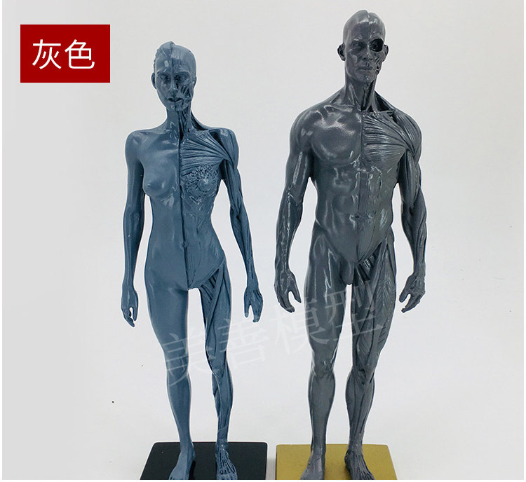 Direct sales from the manufacturer of human muscle models, tissue and skeleton anatomical models, medical student teaching models, and tools pic 16