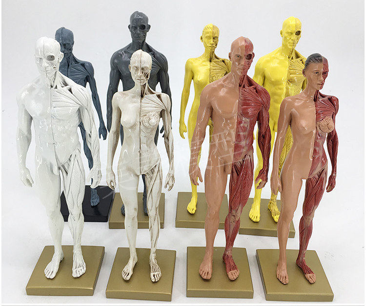Direct sales from the manufacturer of human muscle models, tissue and skeleton anatomical models, medical student teaching models, and tools pic 18
