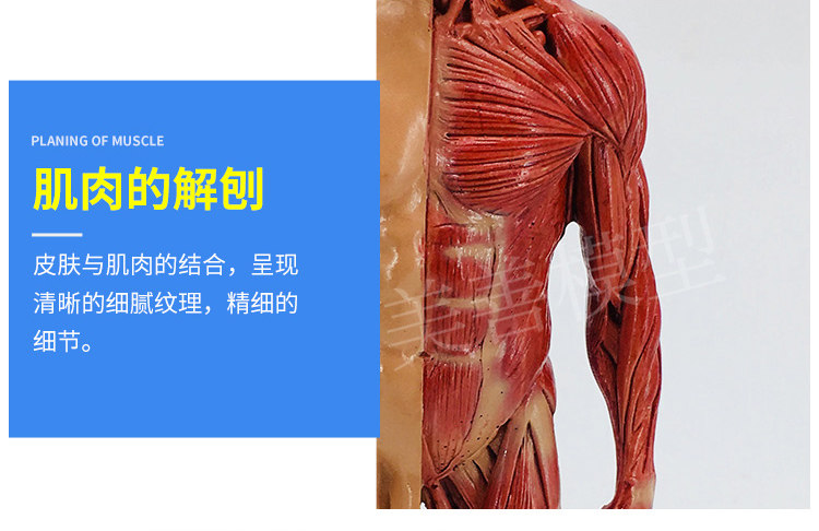Direct sales from the manufacturer of human muscle models, tissue and skeleton anatomical models, medical student teaching models, and tools pic 11