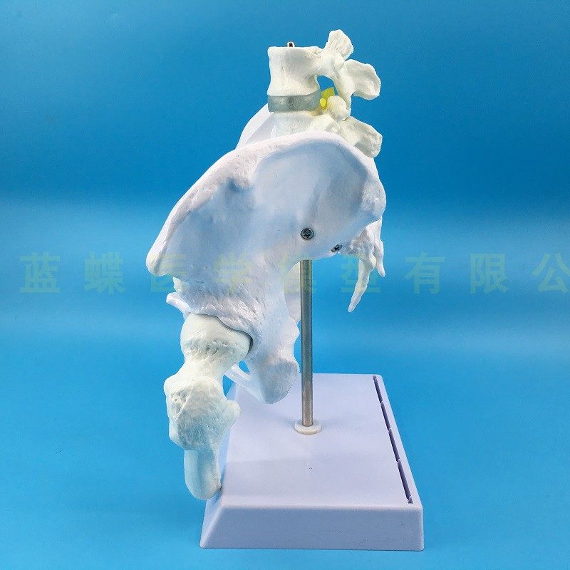 Natural large female pelvic second lumbar vertebra model, hip sacral and coccyx bone model, teaching medicine pic 8