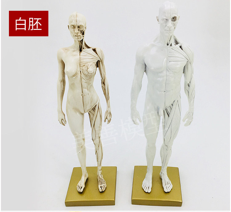 Direct sales from the manufacturer of human muscle models, tissue and skeleton anatomical models, medical student teaching models, and tools pic 13
