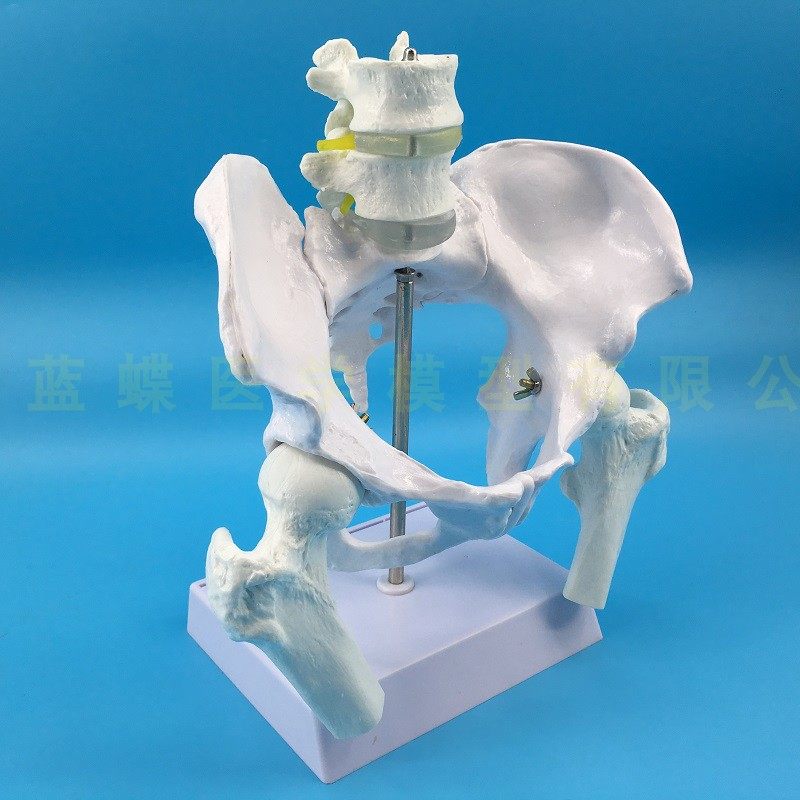 Natural large female pelvic second lumbar vertebra model, hip sacral and coccyx bone model, teaching medicine pic 6