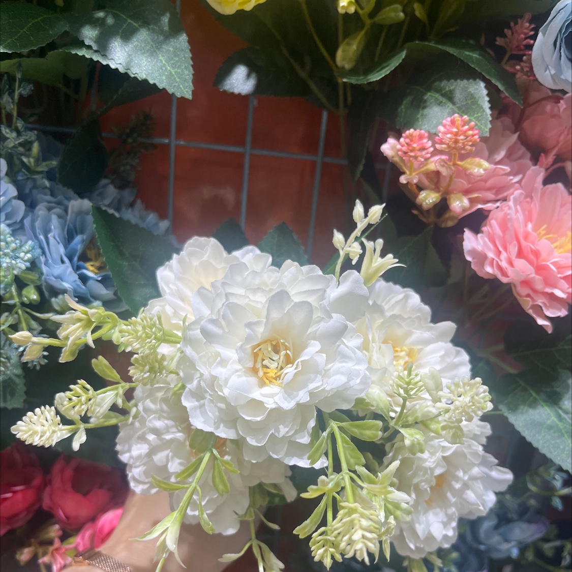多肉植物盆栽花卉 室内空气净化植物 绿植小清新装饰花卉 送盆送土包邮