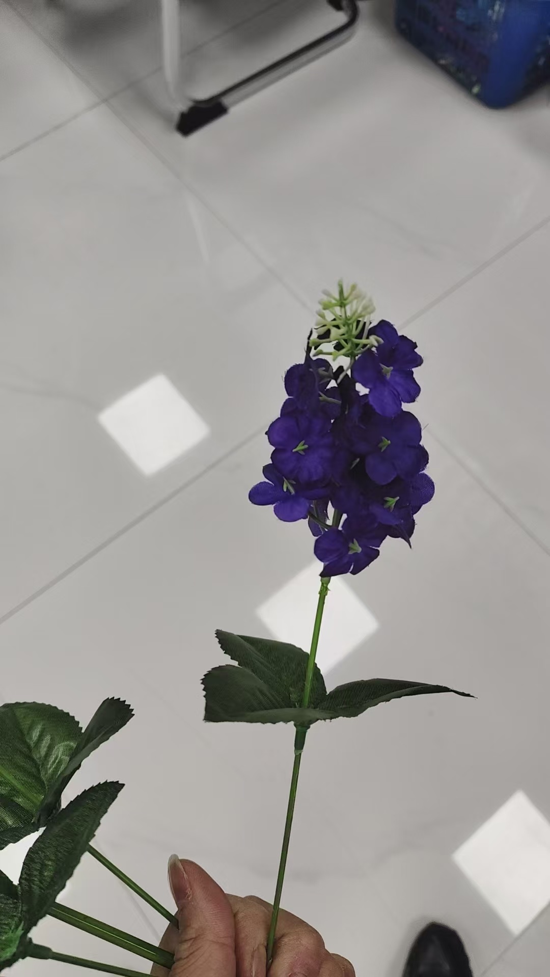 紫阳花多色绣球花盆栽观赏植物室内绿植绿化装饰花卉