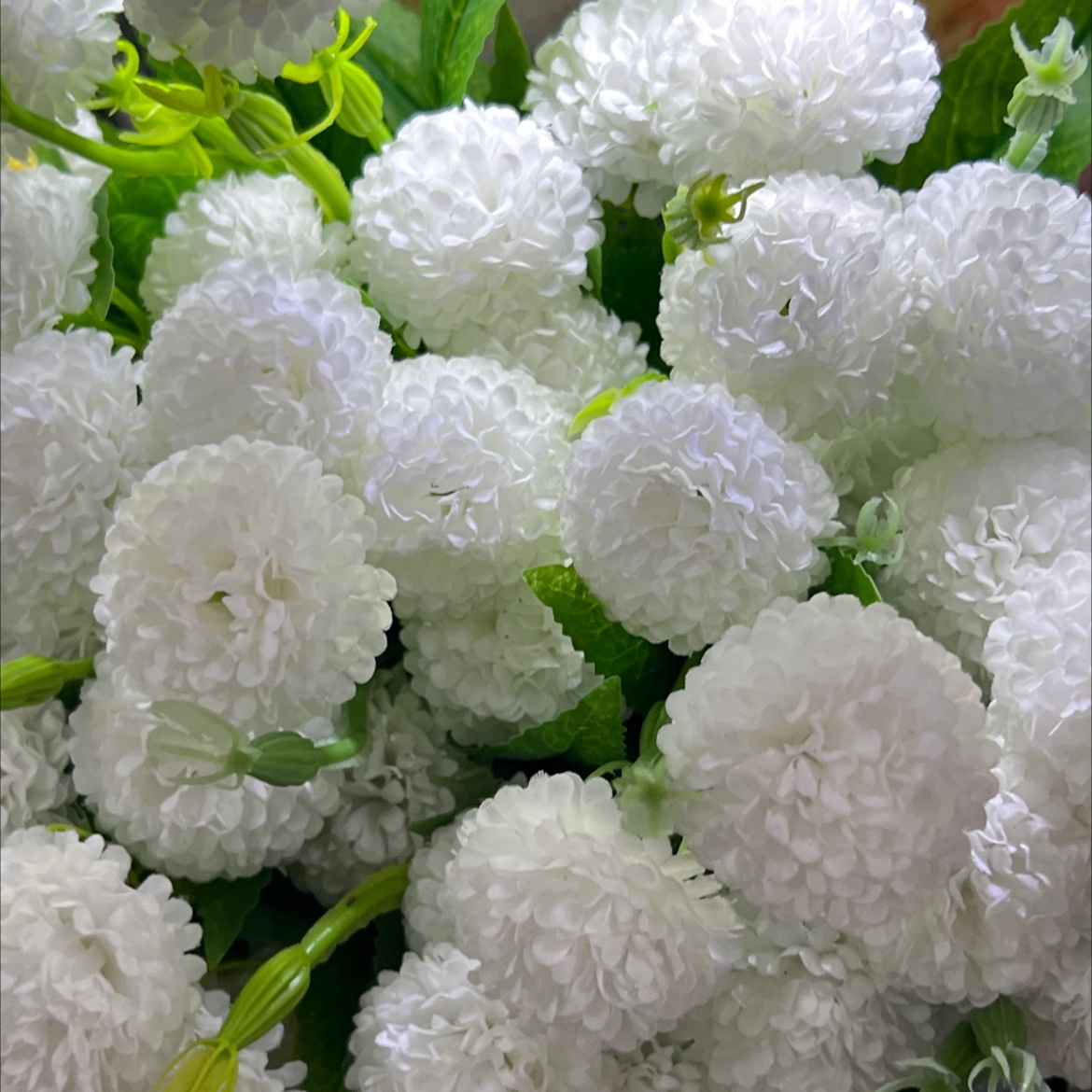 木绣球植物盆栽室内绿植观赏花卉耐寒庭院绿化植物