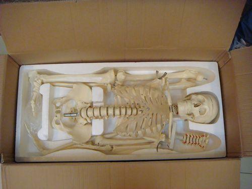 人体模型人体骨骼骨骼模型生物模型教学用品教学仪器骷髅骨架仿真人体骨骼详情图3