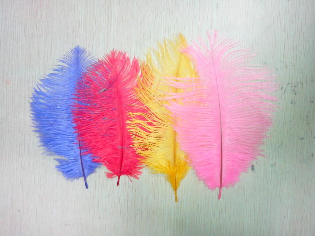 羽毛、羽绒实物图