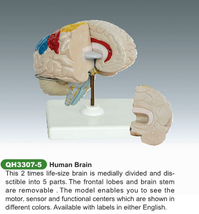 人大脑解剖模型脑模型脑结构人脑5片人脑解刨教学模型