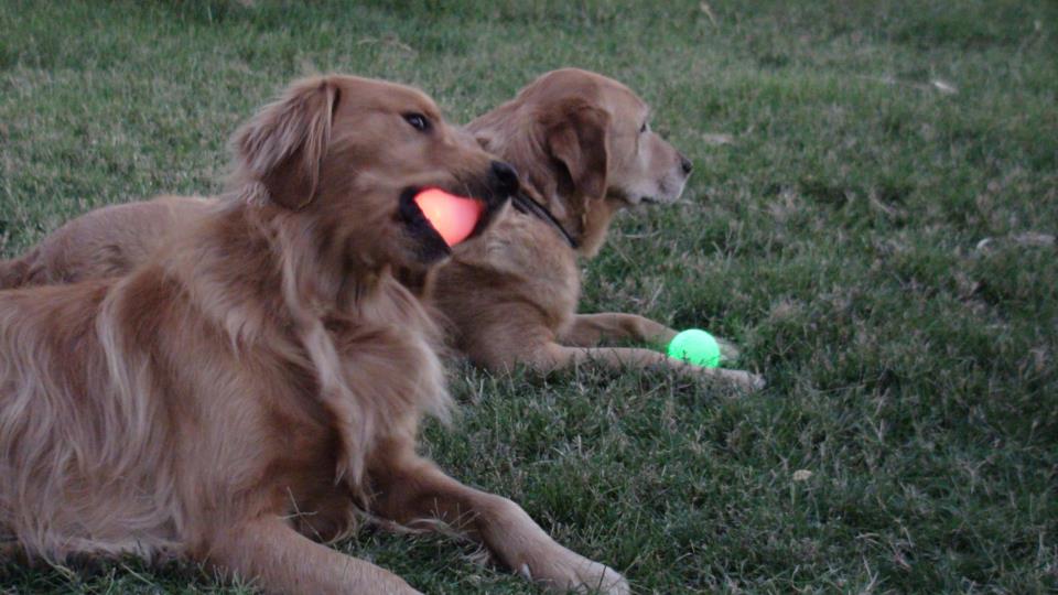 LED防水发光宠物用品狗狗流星球弹力球详情图2