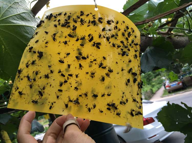 厂家直销双面涂胶强力粘虫板 粘虫胶板大棚 茶园 果园 系列产品图