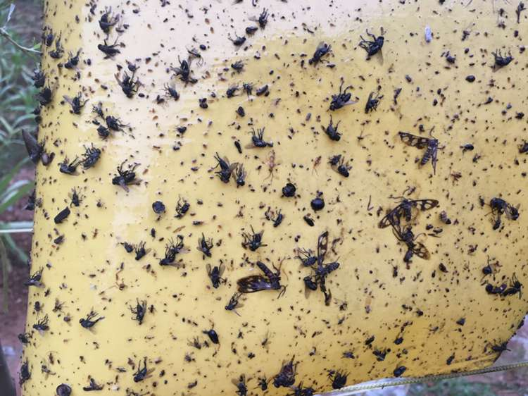 厂家直销双面涂胶强力粘虫板 粘虫胶板大棚 茶园 果园 系列