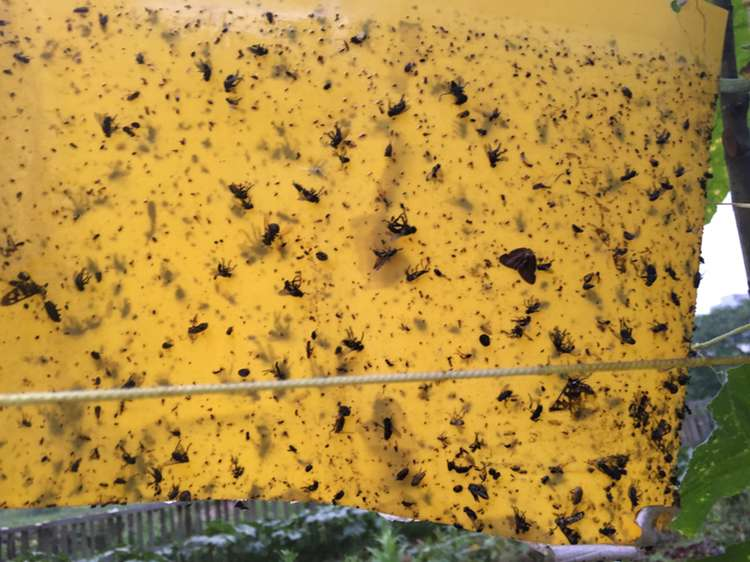 厂家直销双面涂胶强力粘虫板 粘虫胶板大棚 茶园 果园 系列细节图