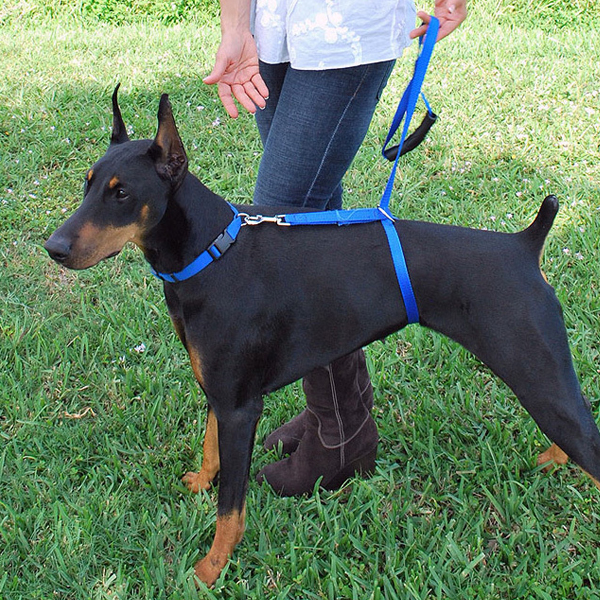 the instant trainer leash