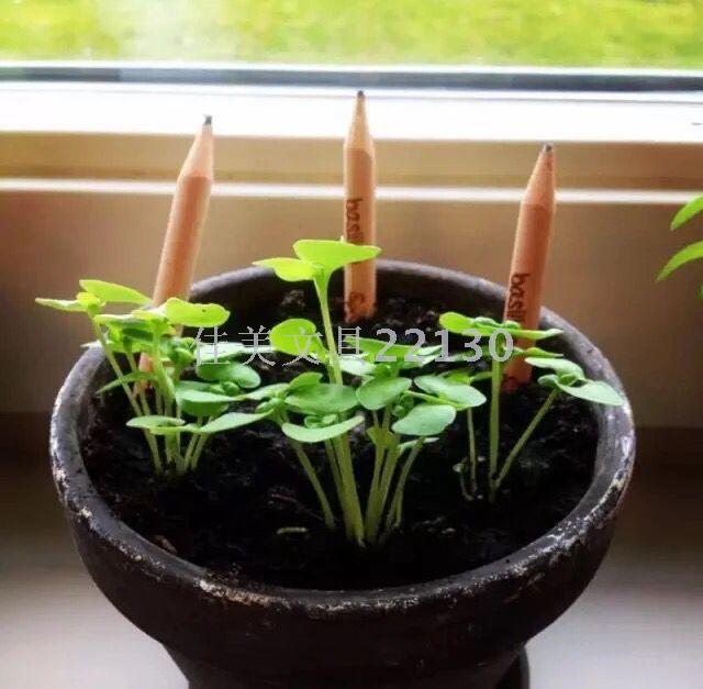 sprout可种植的铅笔生态发芽种子铅笔学生幼儿园创意生日礼物详情图3
