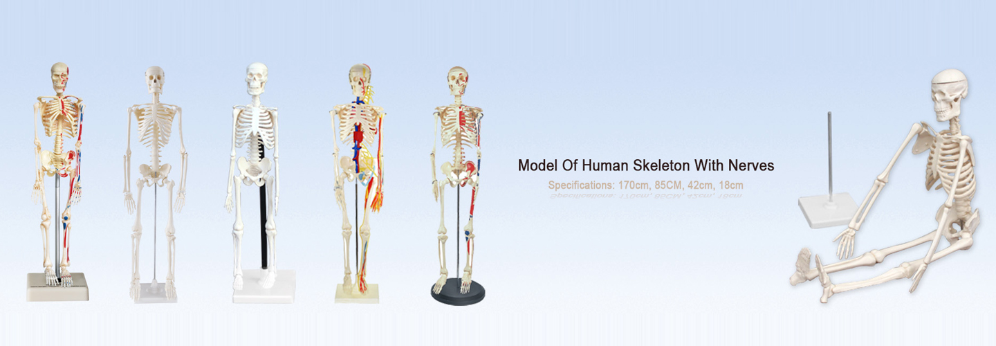 人体模型人体骨骼骨骼模型生物模型教学用品教学仪器骷髅骨架仿真人体骨骼详情图1