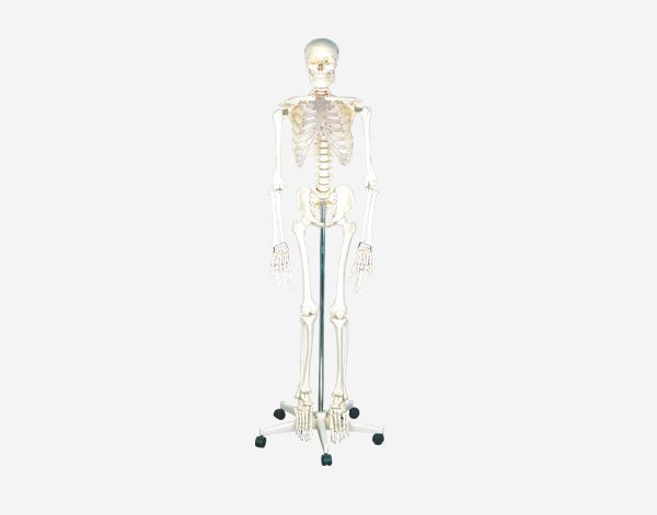 人体模型人体骨骼骨骼模型生物模型教学用品教学仪器骷髅骨架仿真人体骨骼详情图2