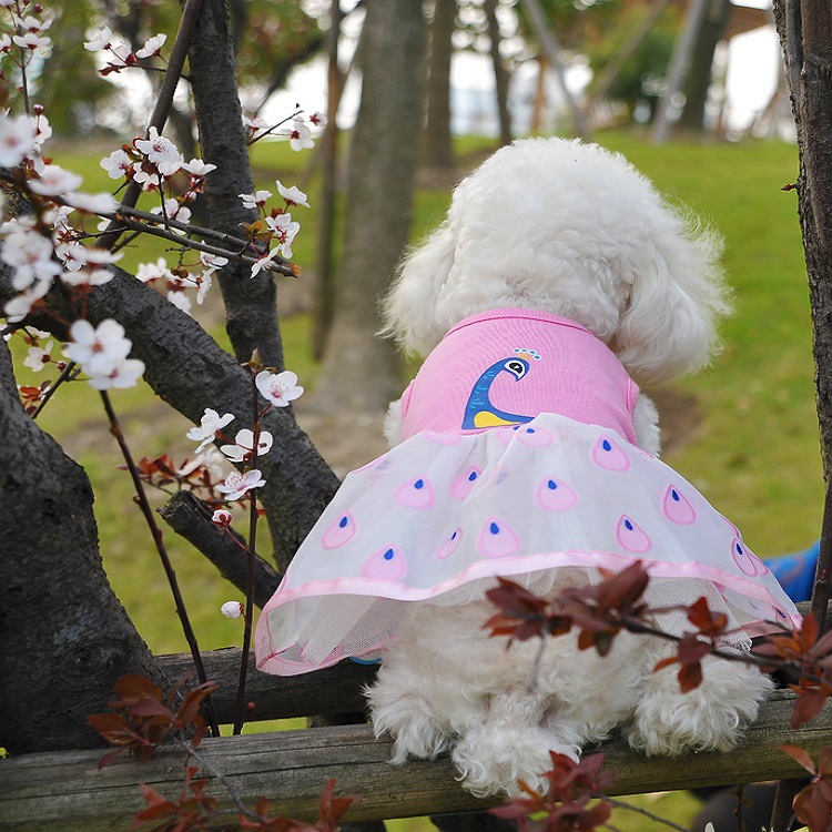 In 2025, Yabei's Spring and summer new pet dresses, peacock gauze dresses, exquisite dresses, Teddy dogs, Bichon Frises, and clothing from goods