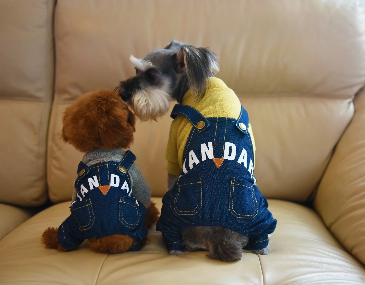 2016 Autumn/Winter new style pet supplies in stock wholesale: Dog four-legged coat, letter print denim overalls set details Picture
