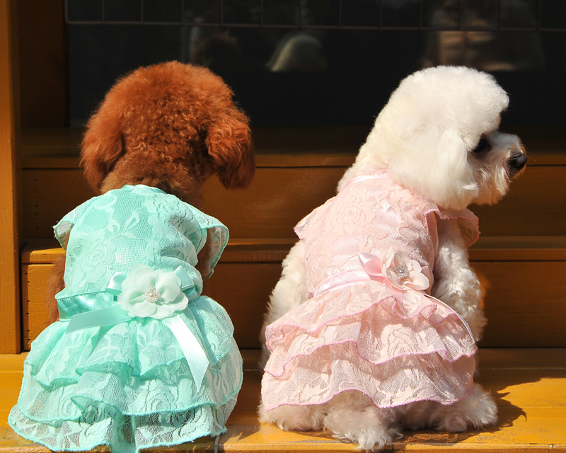 In 2025, Yabei CQ's new pet dog clothing, lace mesh skirt, teddy bichon Frise