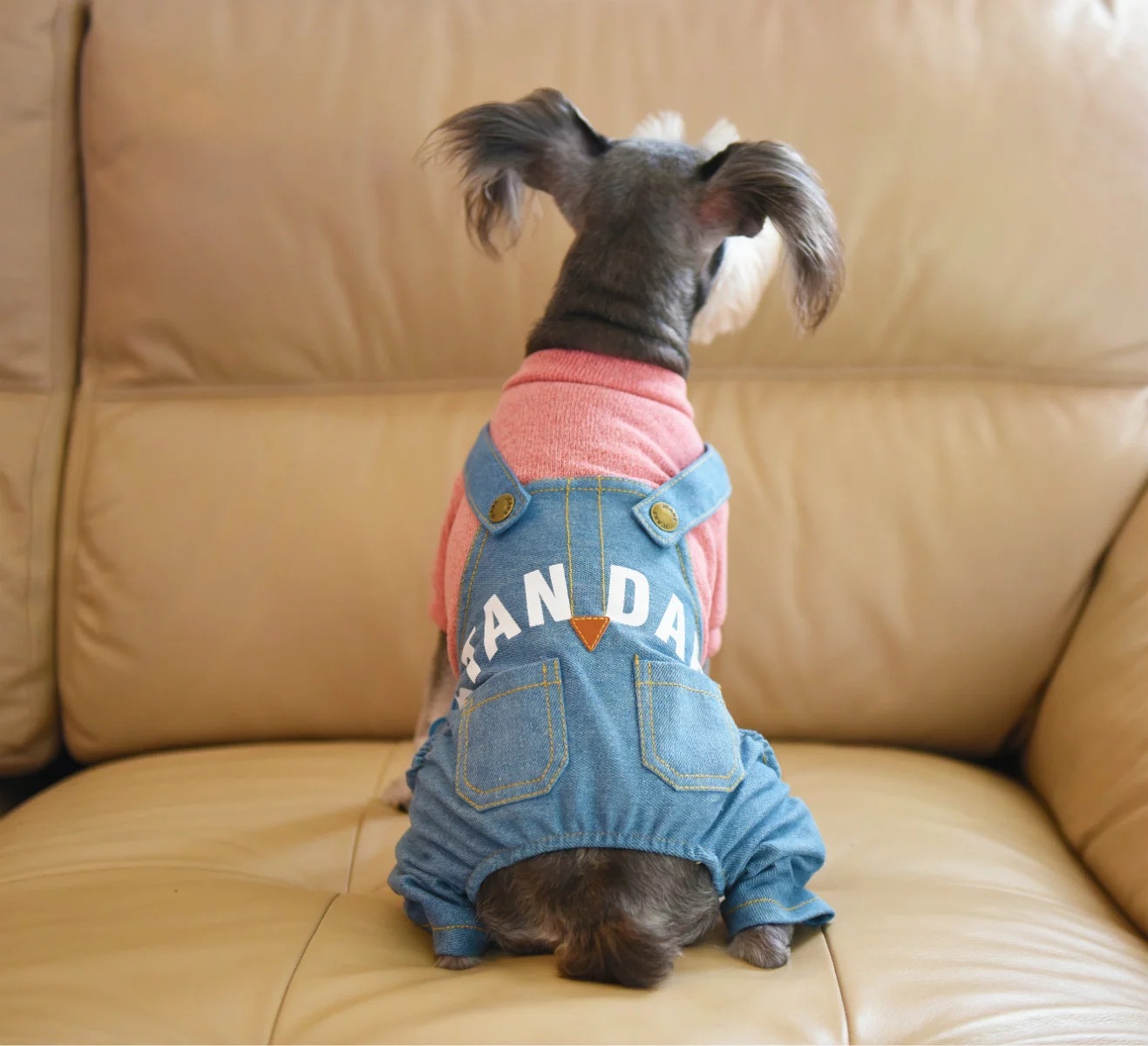 2016 Autumn/Winter new style pet supplies in stock wholesale: Dog four-legged coat, letter print denim overalls set Application Scenario