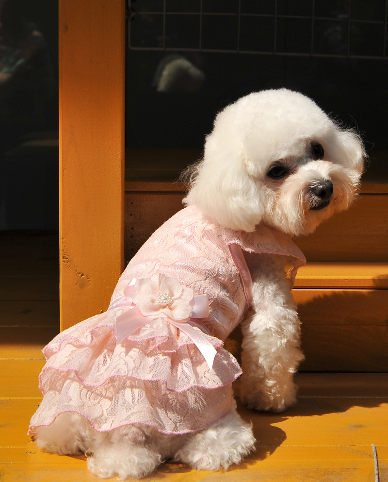 In 2025, Yabei CQ's new pet dog clothing, lace mesh skirt, teddy bichon Frise details Picture
