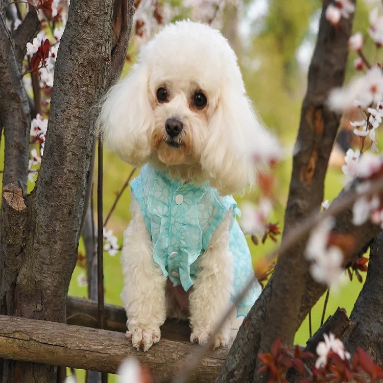 2016CQ Spring/Summer pet clothing, romantic cherry blossom dress, Teddy dog new style bestsellers Specification image