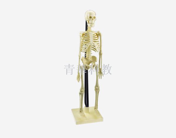 青华33204高仿真85CM人体骨骼模型 医学生物教学器材 可拆卸骷髅骨教学仪器