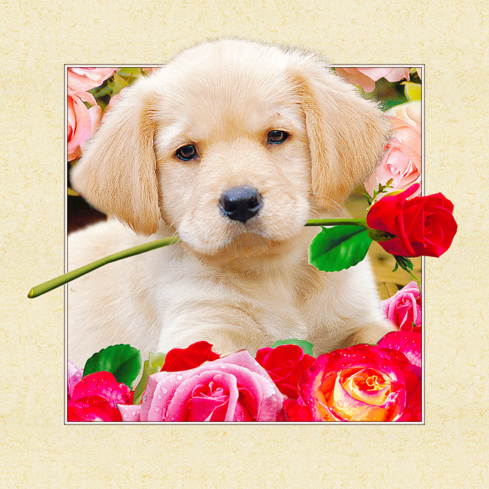 厂家直销 高清立体画批发定制 老鹰 动物 装饰画 三维立体画细节图