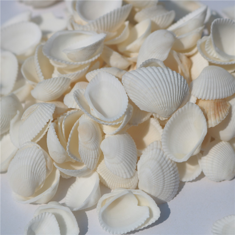 天然贝壳海螺 白色贝壳 白椰贝 鱼缸水族装饰 毛贝贴墙DIY500克详情图2