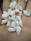 天然海螺贝壳500克小白螺白米螺装饰品漂流瓶微观盆栽材料批发