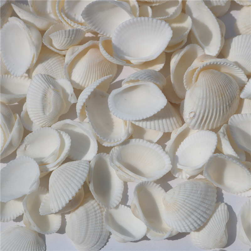 天然贝壳海螺 白色贝壳 白椰贝 鱼缸水族装饰 毛贝贴墙DIY500克详情图1
