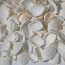 天然贝壳海螺 白色贝壳 白椰贝 鱼缸水族装饰 毛贝贴墙DIY500克