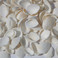 天然贝壳海螺 白色贝壳 白椰贝 鱼缸水族装饰 毛贝贴墙DIY500克图