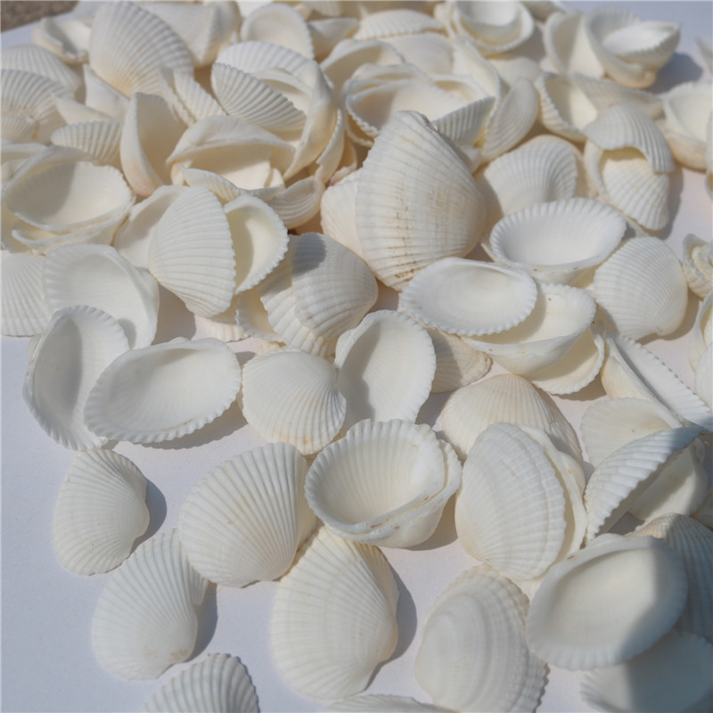天然贝壳海螺 白色贝壳 白椰贝 鱼缸水族装饰 毛贝贴墙DIY500克详情图4