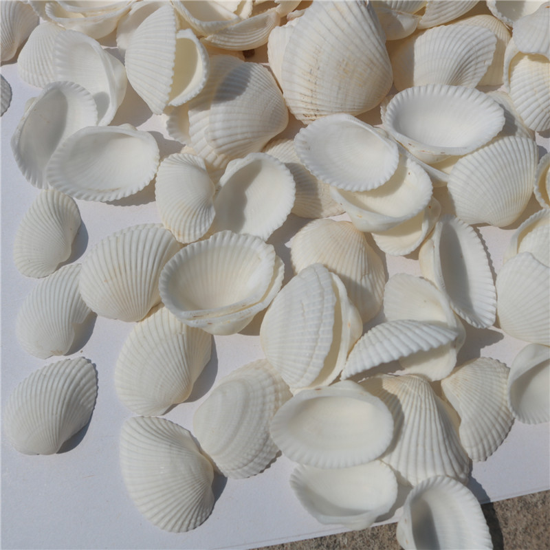 天然贝壳海螺 白色贝壳 白椰贝 鱼缸水族装饰 毛贝贴墙DIY500克详情图3