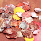 海螺贝壳工艺材料 七彩贝螺diy 地中海创意手工素材水族用品配件