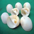 天然贝壳 白猫眼螺 家居地台装饰 鱼缸水族海螺批发白肚子螺一斤