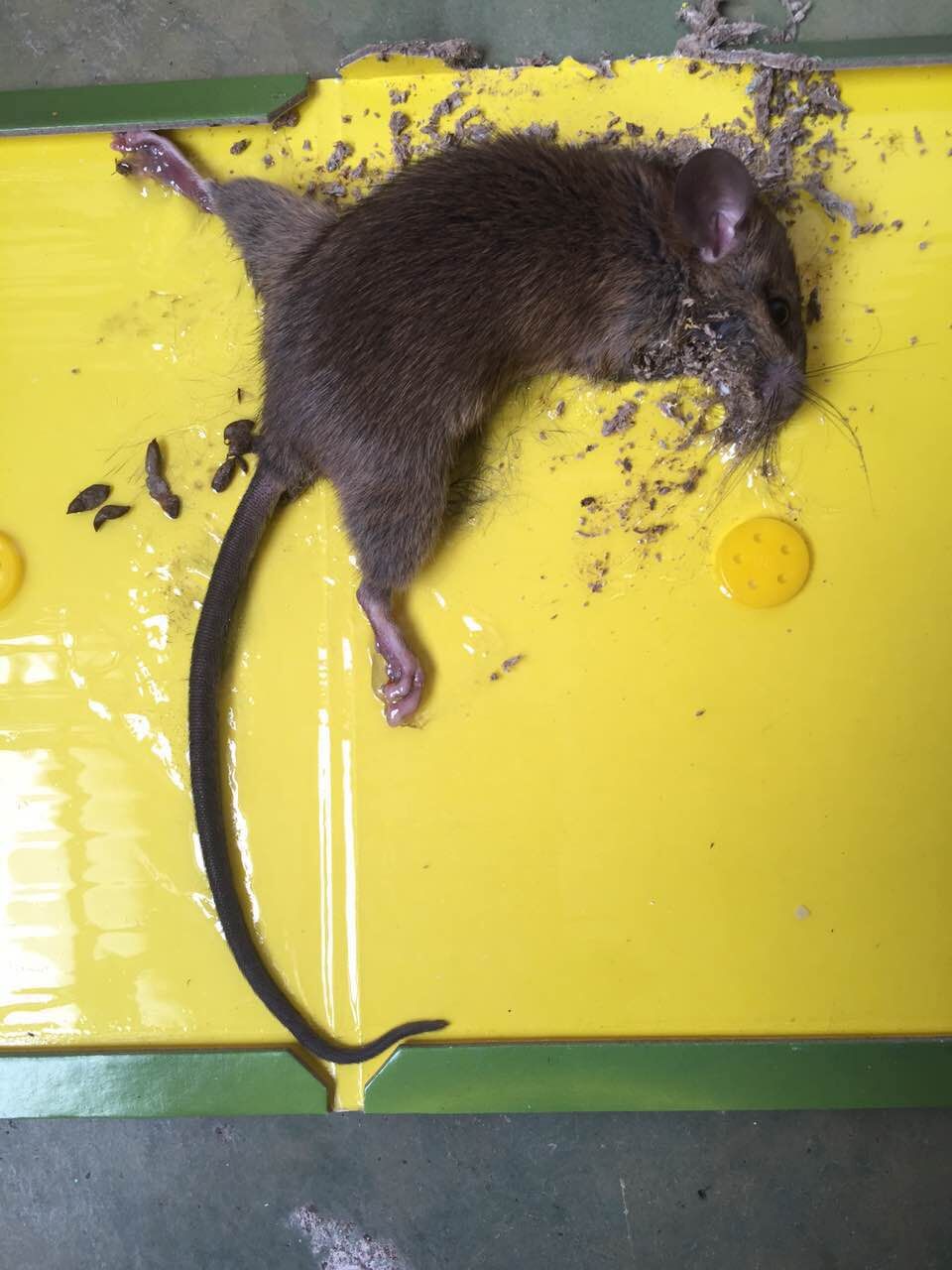 粘蝇纸/苍蝇拍实物图